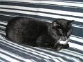 Katten (7)
